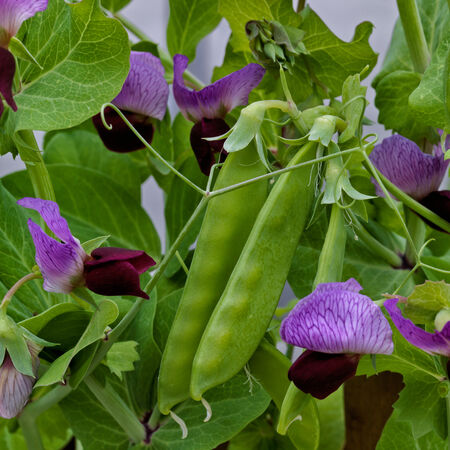 Little SnowPea Purple, Pea Seeds - Packet (1 oz.) image number null